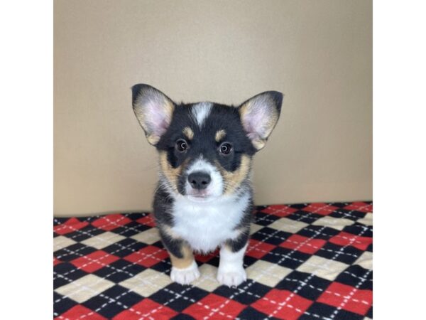 Auggie DOG Male Black Tri Color 2194 Petland Florence, Kentucky