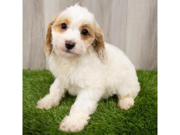 Cock A Poo-DOG-Male-Buff / White-2209-Petland Florence, Kentucky