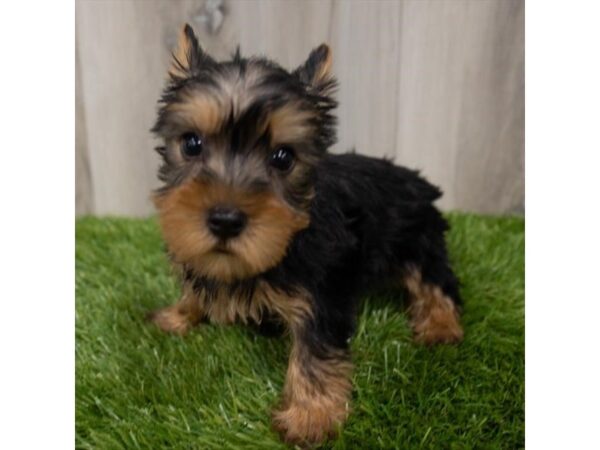 Silky Terrier DOG Male Black / Tan 2196 Petland Florence, Kentucky