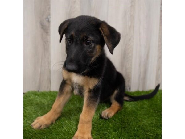 German Shepherd Dog DOG Male Black / Tan 2197 Petland Florence, Kentucky