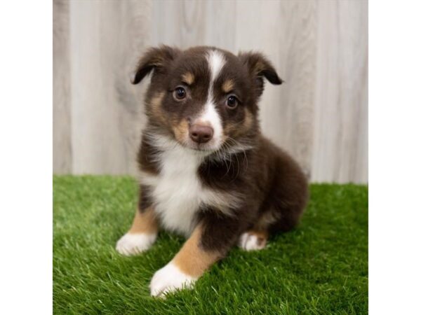 Miniature Australian Shepherd DOG Male Red 2198 Petland Florence, Kentucky