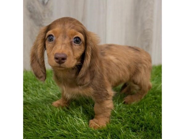 Dachshund DOG Female Chocolate / Tan 2199 Petland Florence, Kentucky