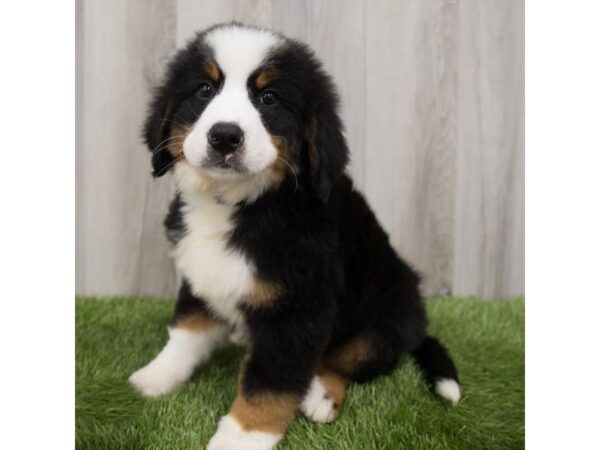 Bernese Mountain Dog-DOG-Male-Tri-Colored-2200-Petland Florence, Kentucky