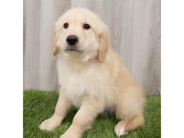 Golden Retriever DOG Female Golden 2201 Petland Florence, Kentucky