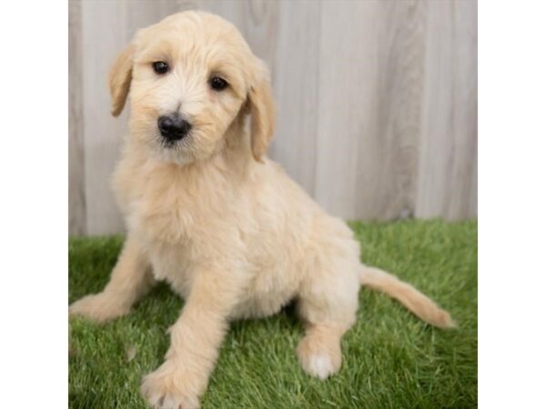 Goldendoodle DOG Female Golden 2202 Petland Florence, Kentucky