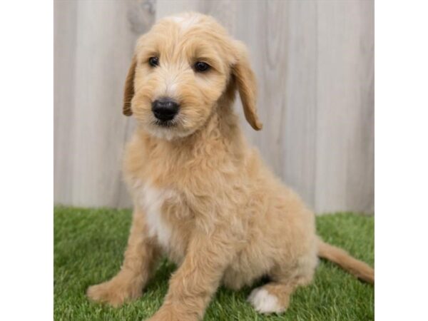 Goldendoodle DOG Male Golden 2203 Petland Florence, Kentucky