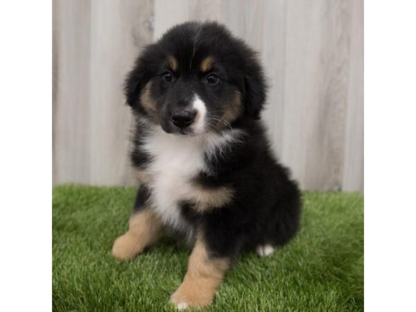 Australian Shepherd DOG Male Black 2204 Petland Florence, Kentucky