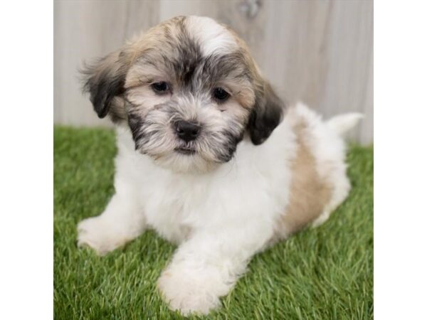 Teddy Bear DOG Male Gold / White 2205 Petland Florence, Kentucky