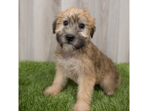 Soft Coated Wheaten Terrier-DOG-Female-Wheaten-2206-Petland Florence, Kentucky