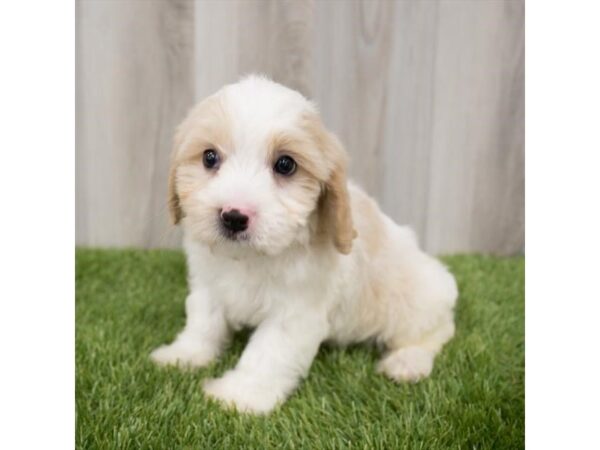 Teddy Bear DOG Male Cream / White 2207 Petland Florence, Kentucky