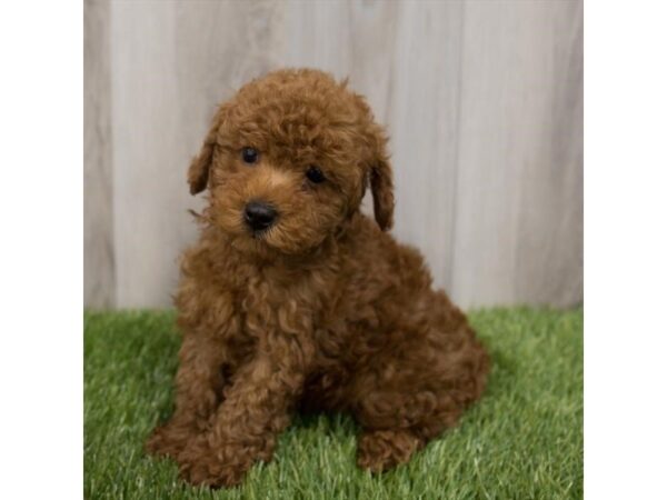 Poodle-DOG-Female-Red-2208-Petland Florence, Kentucky