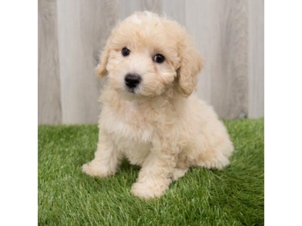 Bichapoo-DOG-Male-Cream-2210-Petland Florence, Kentucky