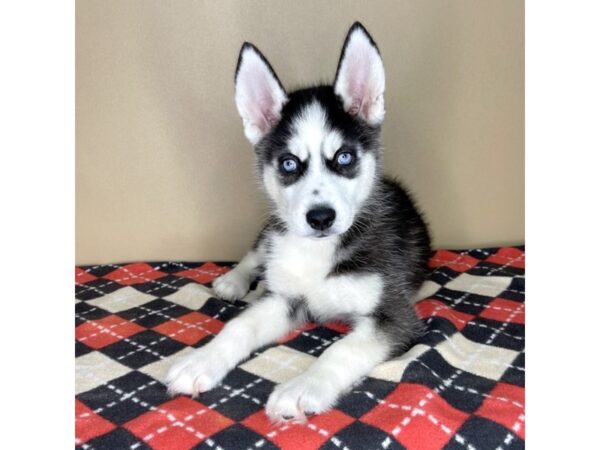 Siberian Husky DOG Male Black / White 2225 Petland Florence, Kentucky