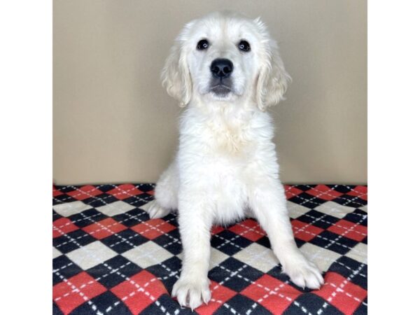 Golden Retriever-DOG-Female-Golden-2224-Petland Florence, Kentucky