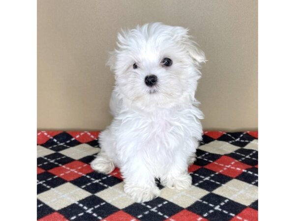 Maltese DOG Male White 2223 Petland Florence, Kentucky