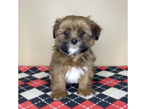 Lhasapoo-DOG-Male-Brown / White-2222-Petland Florence, Kentucky