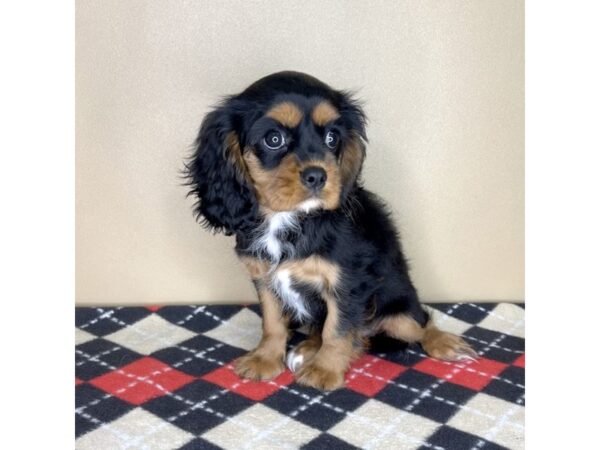 Cavalier King Charles Spaniel-DOG-Female-Black / Tan-2221-Petland Florence, Kentucky