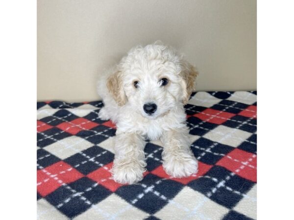 Bichapoo DOG Male Apricot 2220 Petland Florence, Kentucky