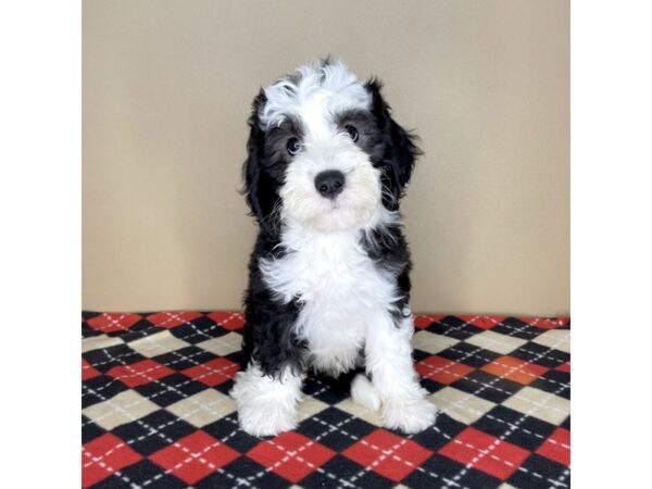 Sheepadoodle Mini DOG Male Gray / White 2219 Petland Florence, Kentucky