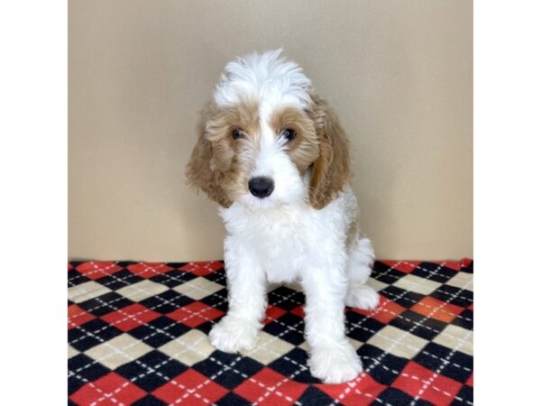 Bernedoodle 2nd Gen DOG Female Red / White 2218 Petland Florence, Kentucky