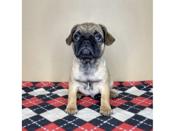 French Bulldog/Pug DOG Male Fawn 2215 Petland Florence, Kentucky