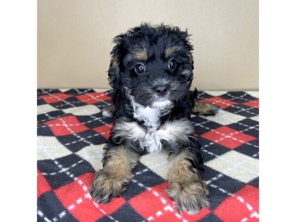 Cavapoo DOG Female Black / Tan 2214 Petland Florence, Kentucky