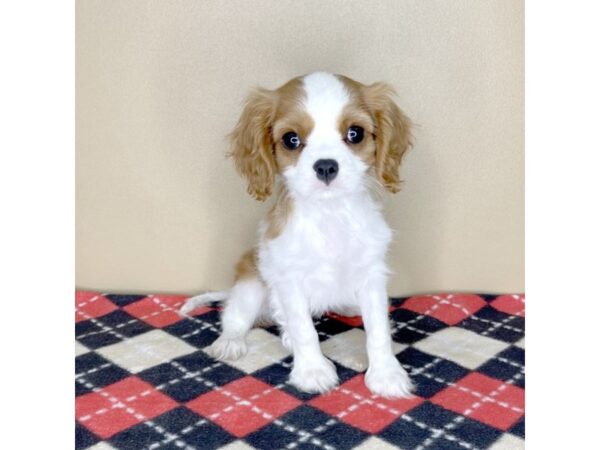 Cavalier King Charles Spaniel-DOG-Male-Blenheim-2212-Petland Florence, Kentucky