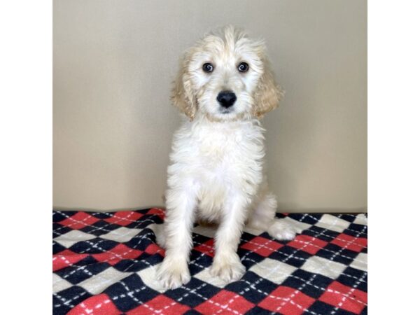 Goldendoodle DOG Female Golden 2211 Petland Florence, Kentucky