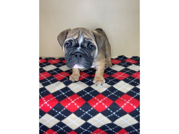 Bulldog-DOG-Male-Red Sable-2238-Petland Florence, Kentucky