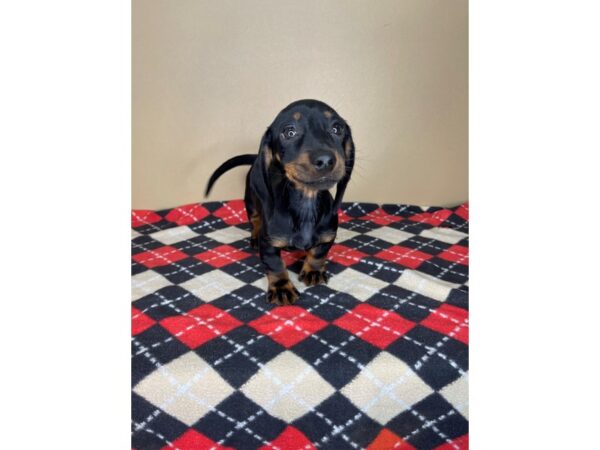 Dachshund DOG Female Black / Tan 2237 Petland Florence, Kentucky