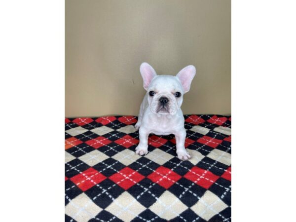 French Bulldog DOG Male Cream 2233 Petland Florence, Kentucky