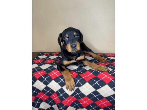 Rottweiler DOG Female Black / Rust 2235 Petland Florence, Kentucky