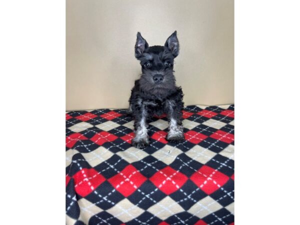 Miniature Schnauzer-DOG-Male-Black / Silver-2239-Petland Florence, Kentucky