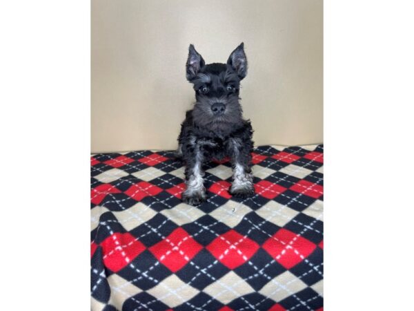 Miniature Schnauzer DOG Male Black / Silver 2239 Petland Florence, Kentucky