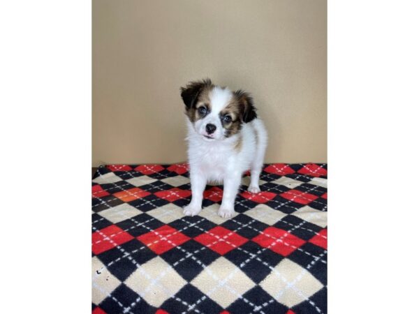 Papillon-DOG-Male-Sable / White-2241-Petland Florence, Kentucky