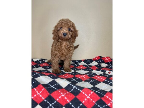 Irishdoodle Mini DOG Male Red 2232 Petland Florence, Kentucky