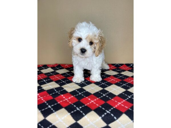 Cavachon-DOG-Male-Blenheim-2231-Petland Florence, Kentucky