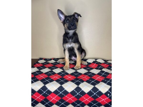 German Shepherd Dog DOG Male Black / Tan 2230 Petland Florence, Kentucky