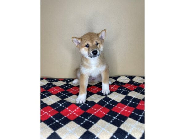 Shiba Inu-DOG-Male-Red-2229-Petland Florence, Kentucky