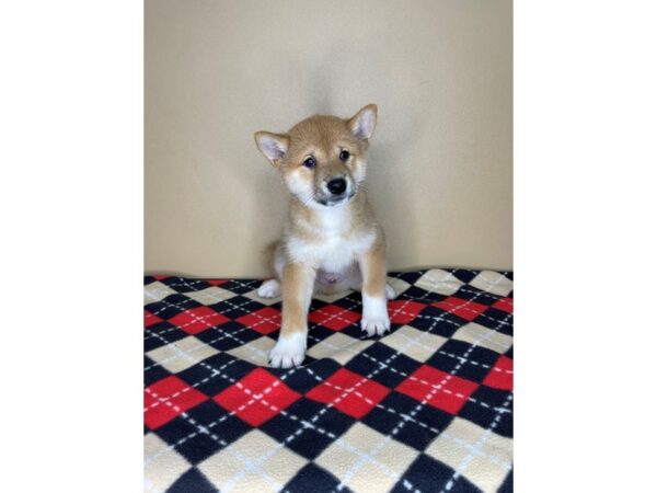 Shiba Inu DOG Male Red 2229 Petland Florence, Kentucky