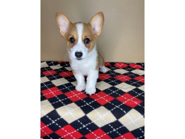 Pembroke Welsh Corgi-DOG-Female-Red-2228-Petland Florence, Kentucky