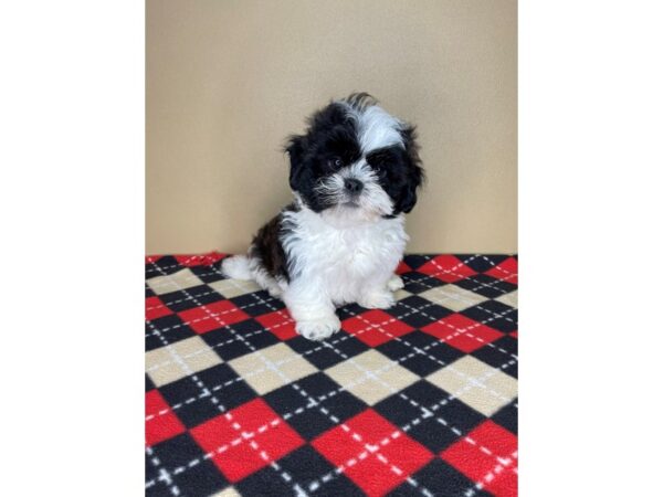 Teddy Bear DOG Male Black / White 2227 Petland Florence, Kentucky