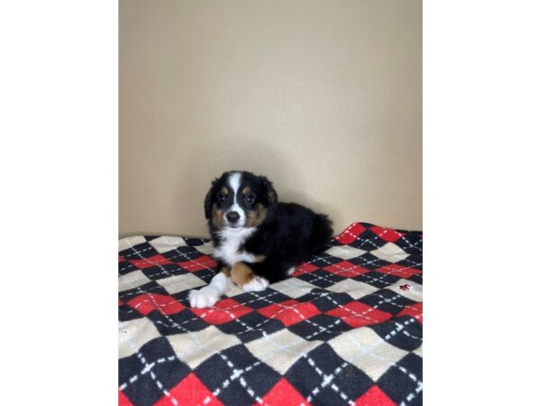 Toy Australian Shepherd DOG Male Black / Tan 2240 Petland Florence, Kentucky