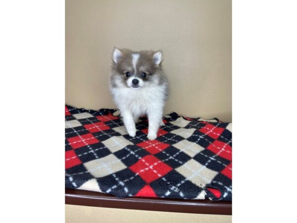 Pomeranian DOG Female Tri Colored 2243 Petland Florence, Kentucky