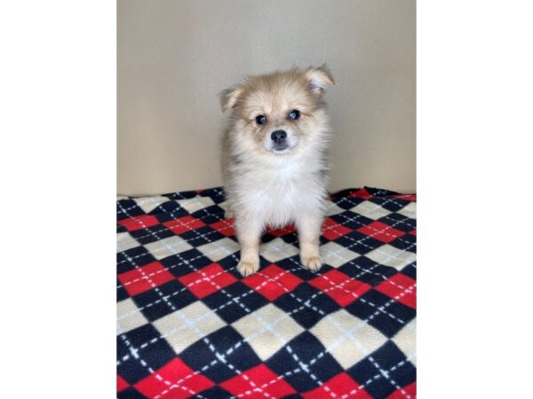 Pomeranian-DOG-Female-Red Merle-2242-Petland Florence, Kentucky