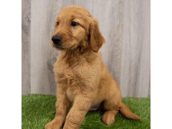 Golden Retriever DOG Male Dark Golden 2247 Petland Florence, Kentucky