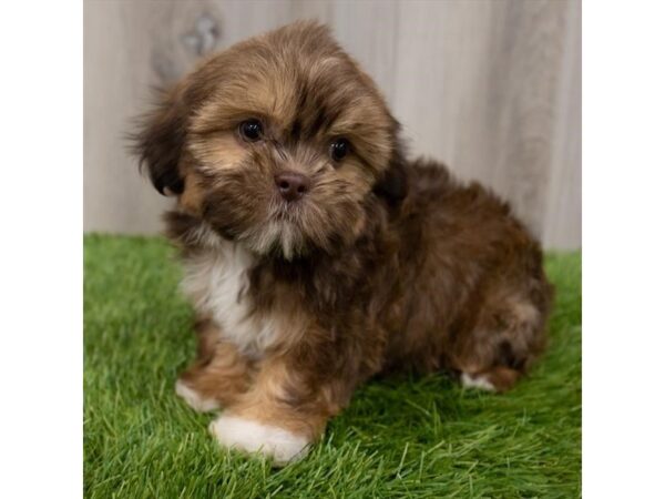 Shih Tzu DOG Female Gold 2249 Petland Florence, Kentucky