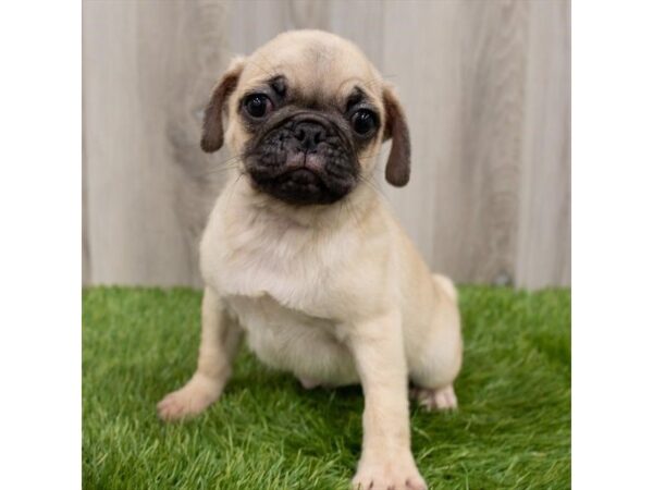 Pug DOG Male Fawn 2253 Petland Florence, Kentucky