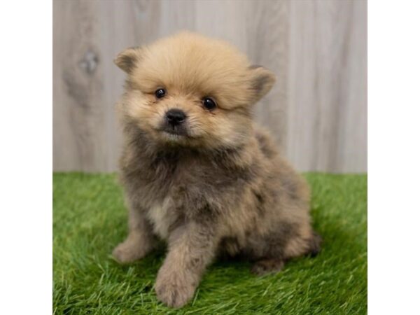 Pomeranian DOG Male Orange Sable 2254 Petland Florence, Kentucky