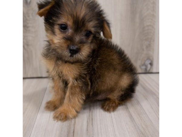 Yorkshire Terrier DOG Female Black / Tan 2255 Petland Florence, Kentucky